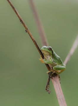 Tree frog, clinging to a common hogweed by Ans Bastiaanssen