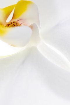 Witte orchidee abstract van Jane van Bostelen