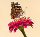 Vlinder op een bloem in Griekenland op Samos van Monique Giling thumbnail