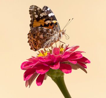 Vlinder op een bloem in Griekenland op Samos van Monique Giling