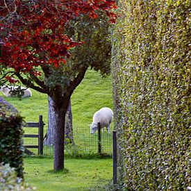 Dutch vista by YVON Bilderbeek