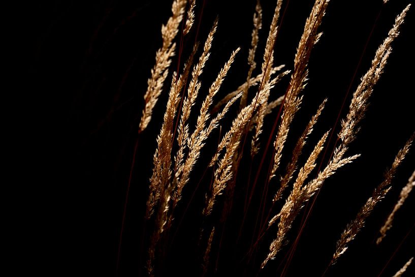 Grasses by Thomas Jäger