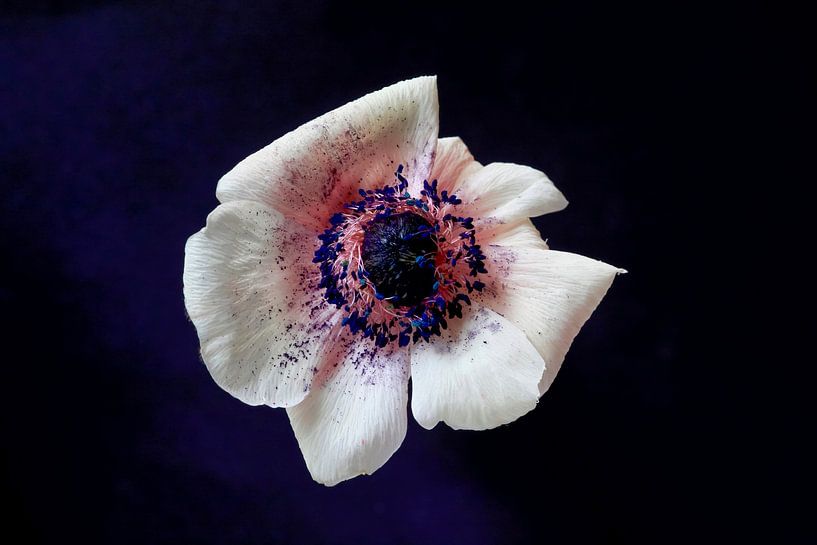 Anemone von Thomas Jäger