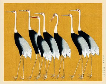 A traditional portrait of a flock of beautiful Japanese red crown crane by Ogata Korin