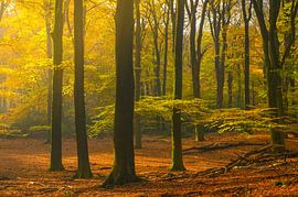 Blick in einen Buchenwald im Herbst von Sjoerd van der Wal Fotografie