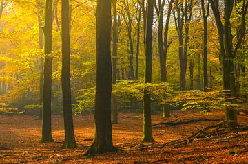 Vue dans une forêt de hêtres à l'automne sur Sjoerd van der Wal