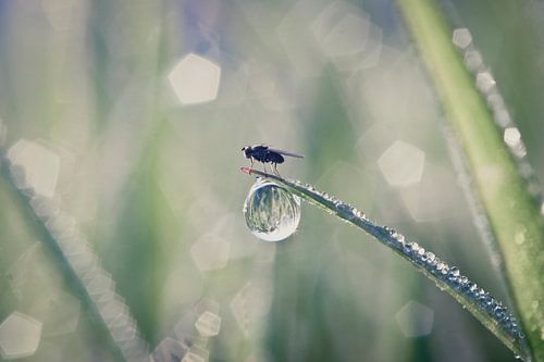 Fly on druplet by Melle van der Wildt