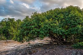 Small waterfall in the natural pools of Serrano in Chapada Diamatina by Castro Sanderson