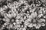 Chrysant BW van Adriano Oliveira thumbnail
