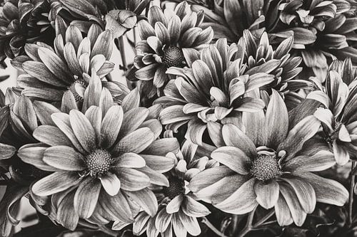 Chrysanthemum BW