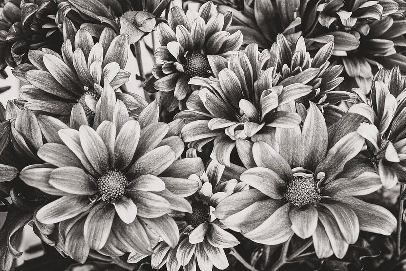 Chrysant BW van Adriano Oliveira
