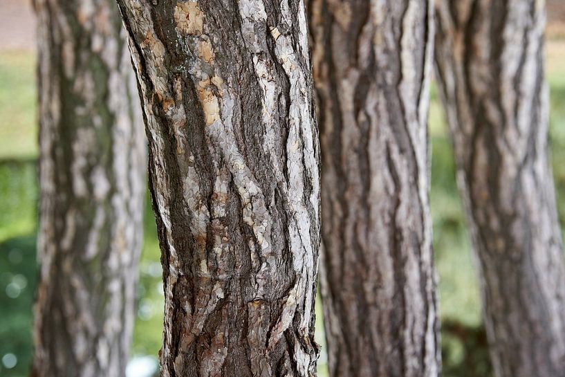 Troncs d'arbres dans le parc par Heiko Kueverling