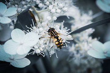 Zweefvlieg op witte bloemen van Jayzon Photo