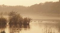 Fog over a lake