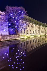 blaue vögel in gent