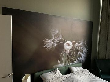 Photo de nos clients: Pissenlit sur Götwin van Bergen