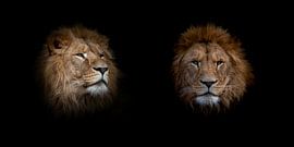 Der König der Löwen