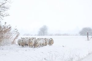 Eine Schafherde im Schnee