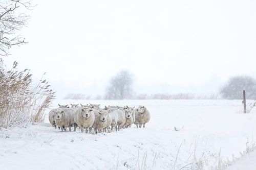 Eine Schafherde im Schnee von Peter Kuipers
