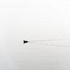 Meerkoet zwemt door kalm water in de mist van Wim Slootweg