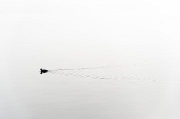 Meerkoet zwemt door kalm water in de mist