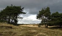 Die Drents-Friese Wold-Nationalpark in der Nähe von Appelscha 