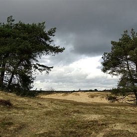 Le parc national de Drents-Friese Wold près de Appelscha sur Tineke Laverman