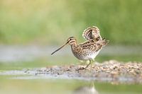snipe
