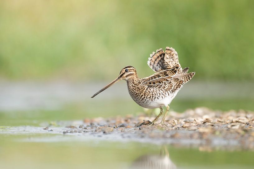 snipe by Lia Hulsbeek Brinkman