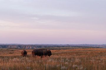 Bison au coucher du soleil dans le parc national Theodore Roosevelt sur Get Framed Photography