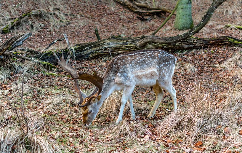 Deer grazing by Patrick Herzberg