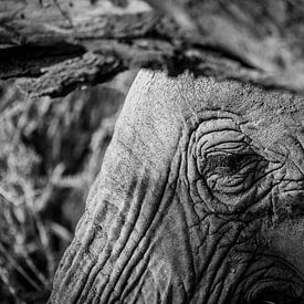 Das Auge eines Elefanten in Schwarz-Weiß von Dave Oudshoorn