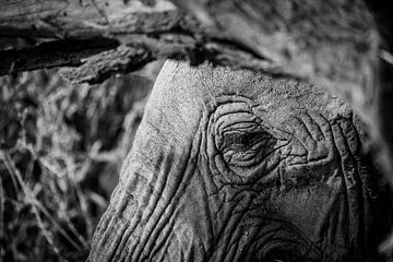 Oog van een olifant in zwart wit van Dave Oudshoorn