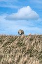 Moutons sur le koedijk près de Vijfhuizen par Harrie Muis Aperçu