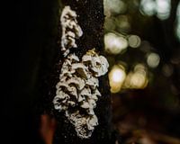 Witte schimmel aan zijkant van boom