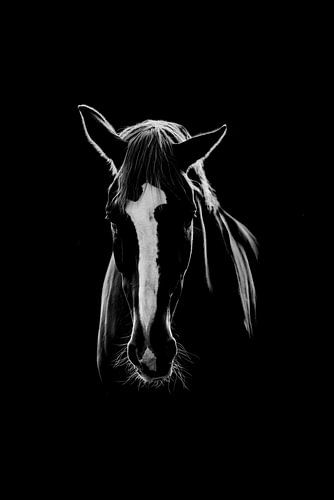 Paard Fine Art met witte bles in Low-key uitvoering