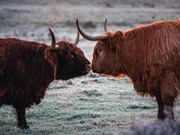 Love between Scottish Highlanders