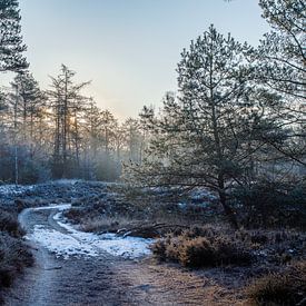 Veluwe winter path by Tim Annink