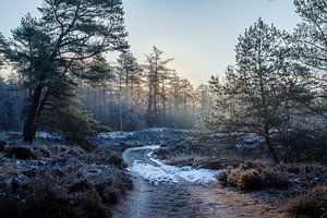 Veluwe winter path by Tim Annink