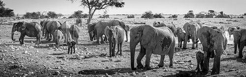 Zwart wit panorama van een kudde olifanten in Etosha Nationaal Park, Namibië