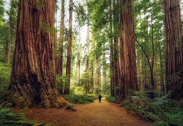 Standing between the giants by Loris Photography