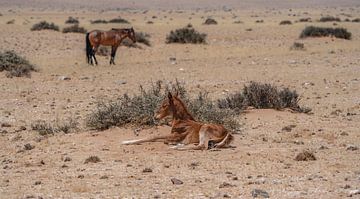 Veulen van een wild paard in Garub in Namibië, Afrika van Patrick Groß