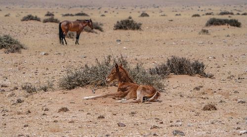 Veulen van een wild paard in Garub in Namibië, Afrika