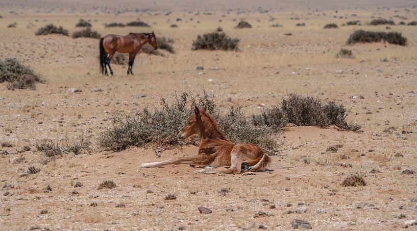 Wildpferdfohlen in Garub in Namibia, Afrika von Patrick Groß
