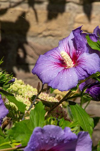 Close-up van regendruppels op een paarse hibiscus