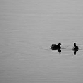 Amis (en noir et blanc) sur Gwen Laremans