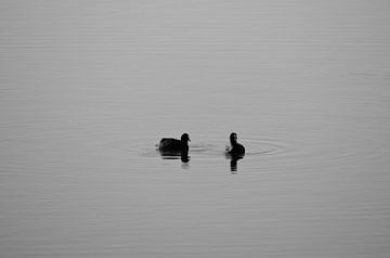 Amis (en noir et blanc) sur Gwen Laremans