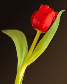 red tulip