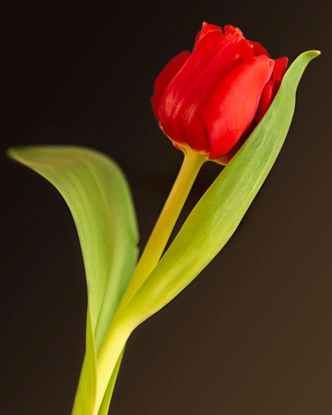 red tulip by Maren Oude Essink
