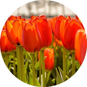 Tulips standing tall van Yvon van der Wijk